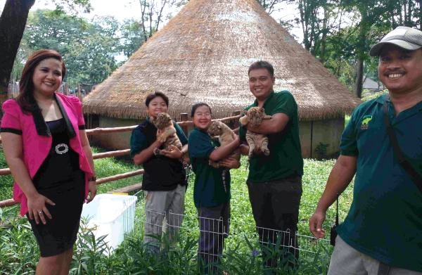 Solo Safari Memamerkan Bayi Harimau Benggala yang Menggemaskan di Momen Lebaran 2024